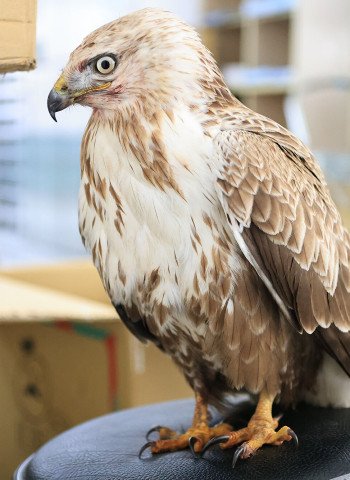 罕見二級保育類大鵟現身澎湖 體力不支獲救重返自然