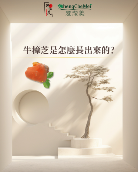 澄澈美牛樟芝王國揭秘：從一寸木肌開始的奇蹟，科學與匠心孕育高品質健康