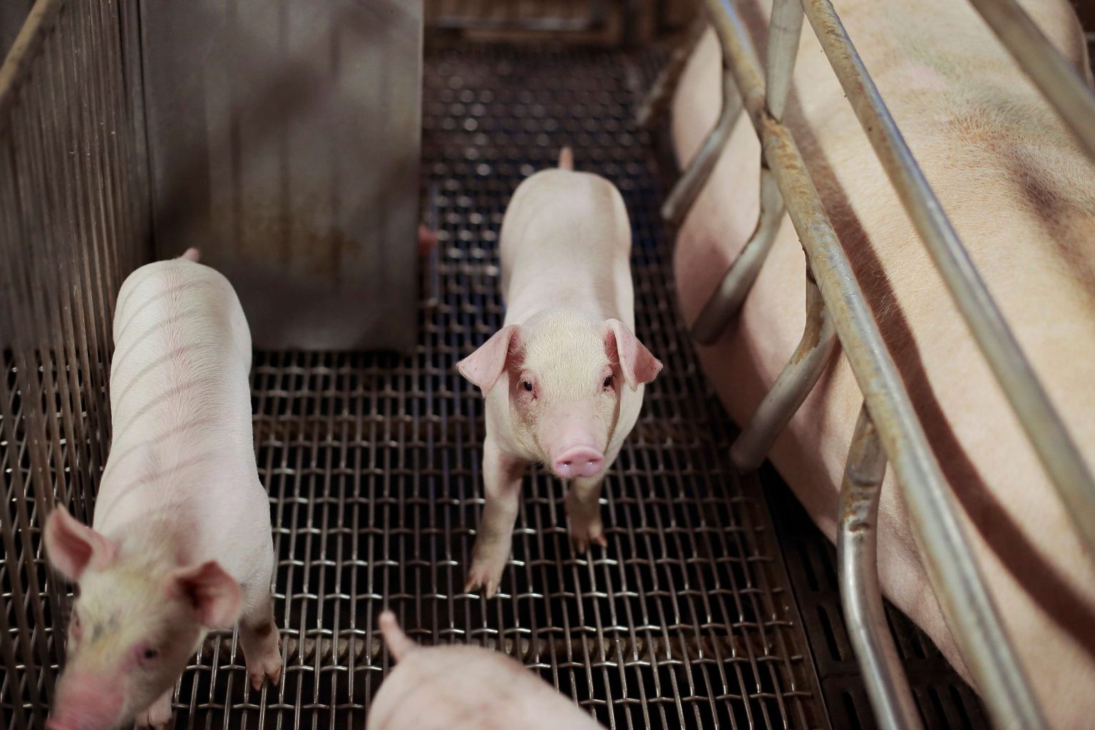 臺灣生鮮豬肉獲准輸入新加坡　重返日本市場是下階段目標