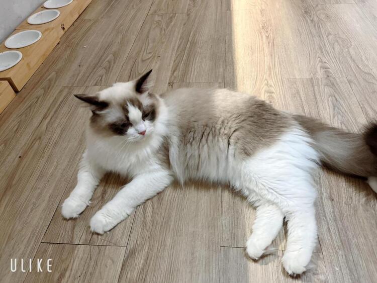 中壢貓咪咖啡廳必訪 不限時空間與貓咪共度療癒時光