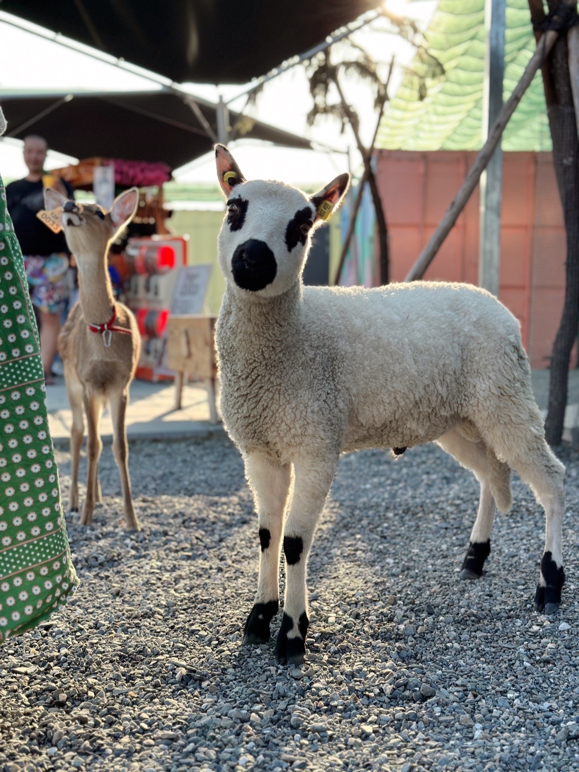 日韓台樂園社群評鑑 星夢森林劇場成新焦點