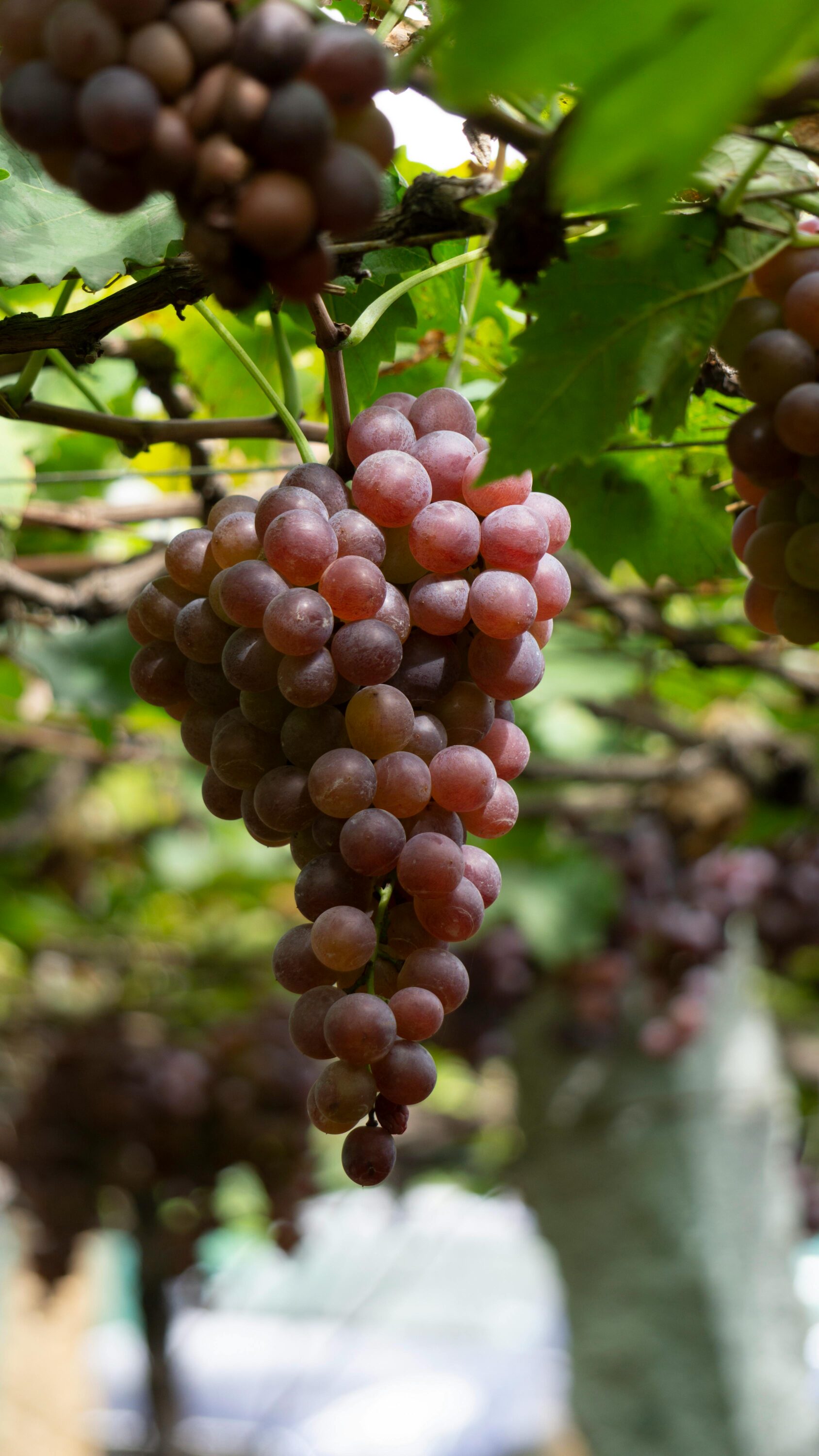 星鏈咖啡導入「時光回溯」概念膠囊 以青春活力管理打造會員生活新標準