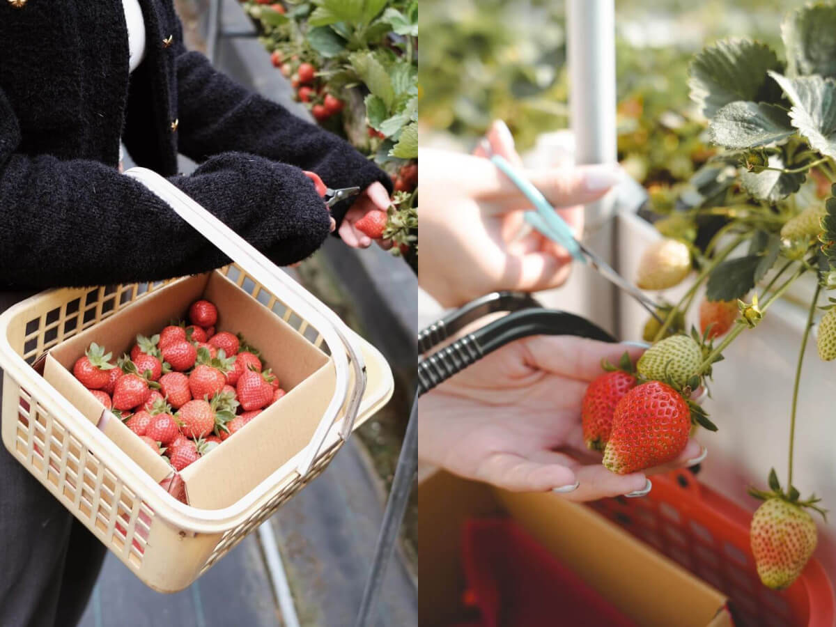 苗栗景點|草莓控必收 嚴選7家大湖草莓園 一窺其中