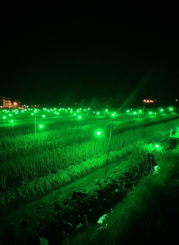 宜蘭三星蔥害蟲抗藥性強 農試所「綠燈」防治減蟲蛀40%還增產逾2成