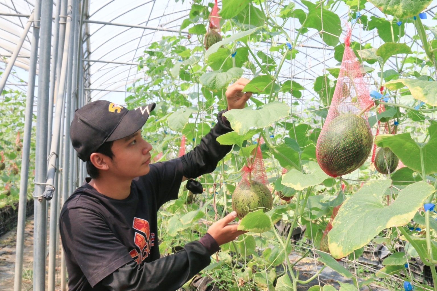 農地、戶籍地相離可投農保 農業改良場審認實耕資格 明起可至戶籍地農會投保