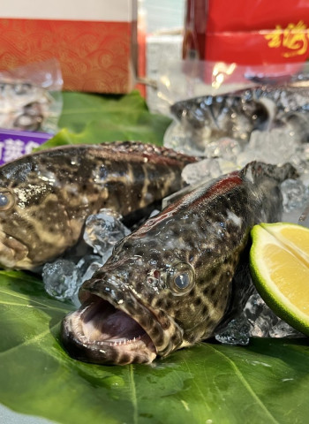 臺灣養殖龍虎斑獲准輸日 陳駿季:降低中國單一市場倚賴 後續積極推動外銷