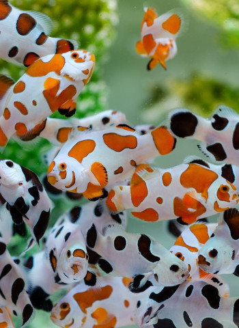 「十大神農」首見觀賞魚養殖得主 薛雍霖帶小丑魚「尼莫」游向歐美亞10國