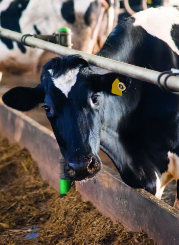 飼糧益生菌、微生物除臭 芽孢桿菌與氨氧化菌應用在畜牧生產