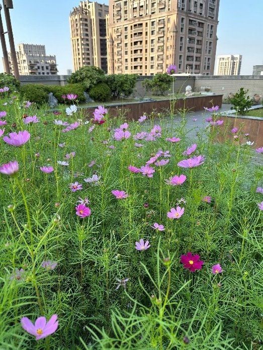 高雄市立體綠化補助開放申請，3/25起受理！納淨零設施，最高補助80萬！