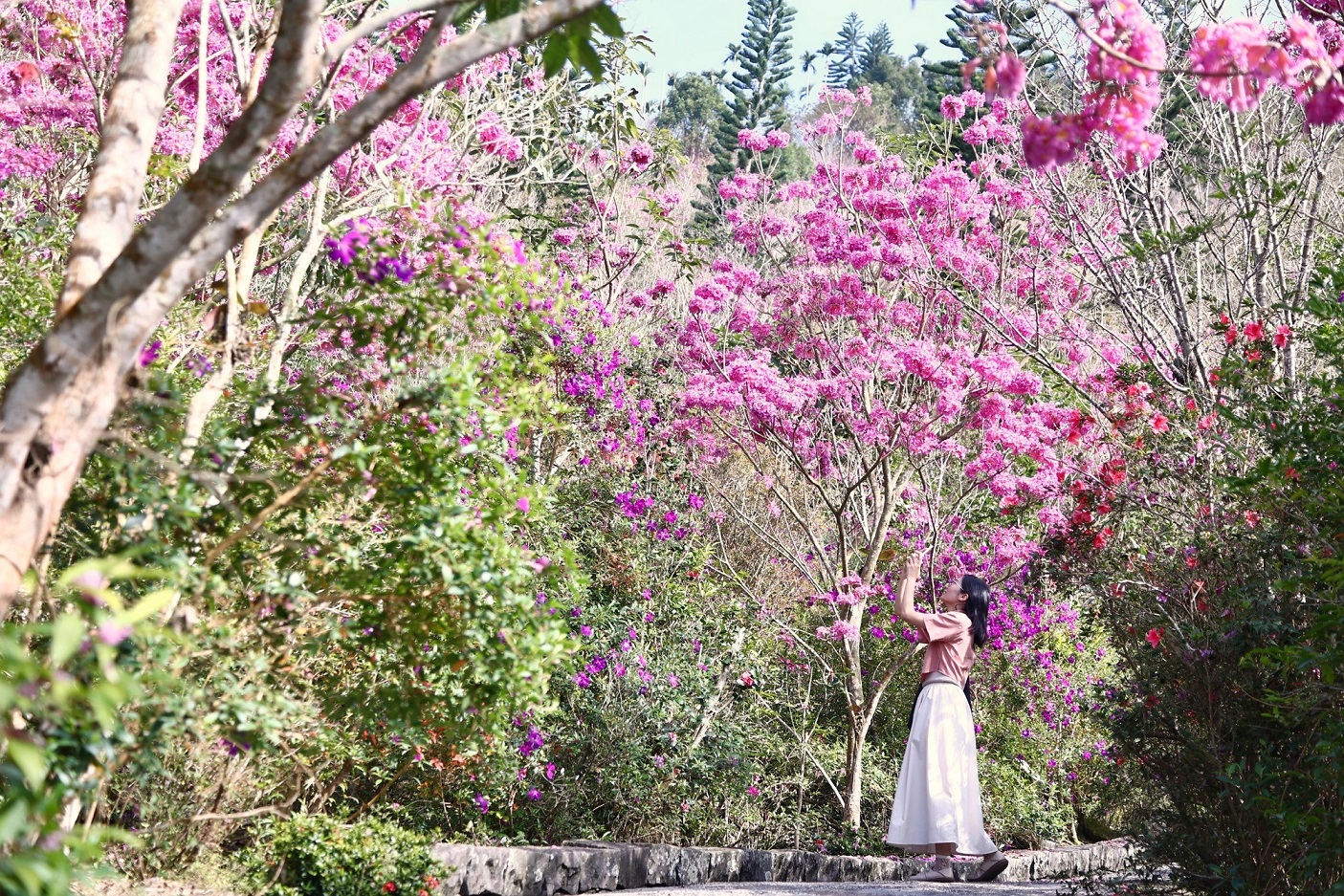 臺南最美冬季秘境！梅嶺賞梅、泡湯、吃美食，解鎖年末療癒行程！