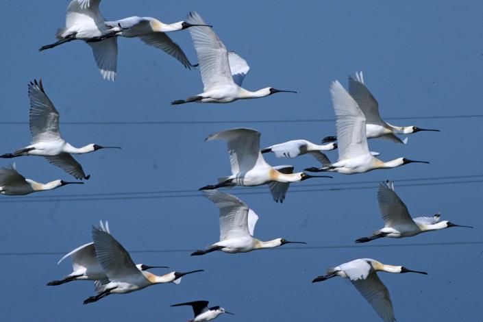 全臺黑琵數量創新高　臺南成最大棲地地位穩固　公私協力推動保育成果持續顯現