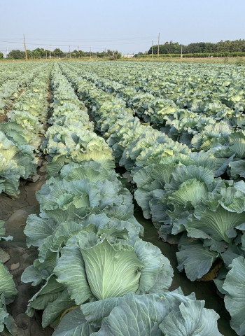 高麗菜種植連亮警戒燈號 農糧署示警:11月中下旬切勿再超種