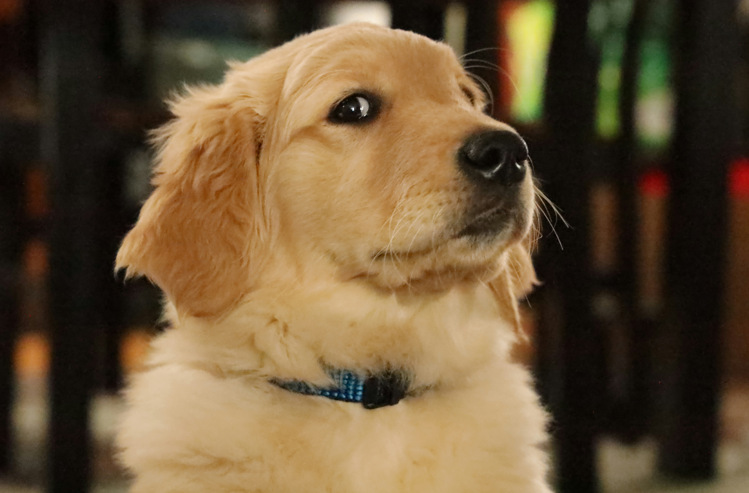 被狗騎會懷孕？女子裸睡遭愛犬「騎乘」，動物醫院解答真相！