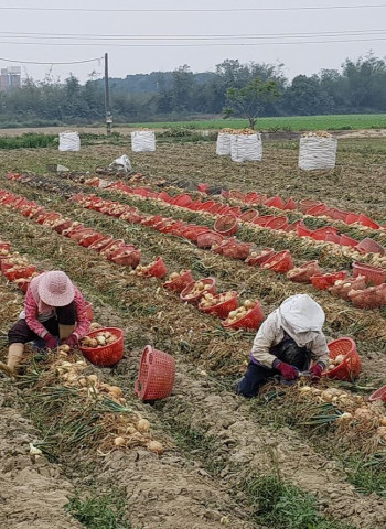 邁向洋蔥栽培機械化 國內洋蔥穴盤育苗技術革新與挑戰