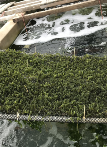 澎湖縣農漁局啟動大型海藻及經濟物種養殖輔導計畫 邀請業者踴躍參與