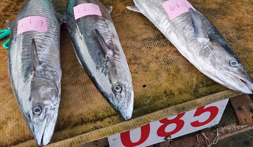 澎湖漁市場標魚糾紛爆衝突 姑嫂前夫五人混戰  有「澎湖白金」之譽的土魠魚被踩爛 引發警察調查