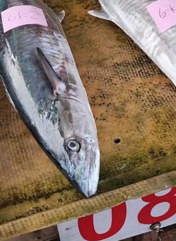 澎湖漁市場標魚糾紛爆衝突 姑嫂前夫五人混戰  有「澎湖白金」之譽的土魠魚被踩爛 引發警察調查