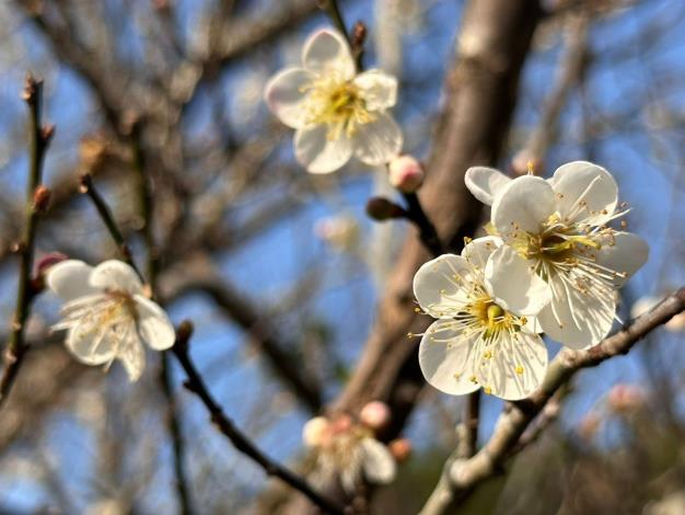 玩翻「梅」你不行的冬季！臺南楠西成為最佳去處　賞梅美景、採果體驗與泡湯放鬆一次完成