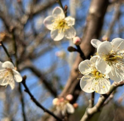 玩翻「梅」你不行的冬季！臺南楠西成為最佳去處　賞梅美景、採果體驗與泡湯放鬆一次完成