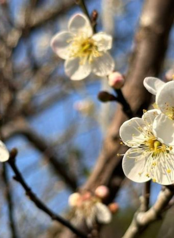 玩翻「梅」你不行的冬季！臺南楠西成為最佳去處　賞梅美景、採果體驗與泡湯放鬆一次完成