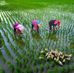 臺南市永華市政中心呈現「米蘭之鄉•後壁之美攝影展」 捕捉稻鄉農村生活風情