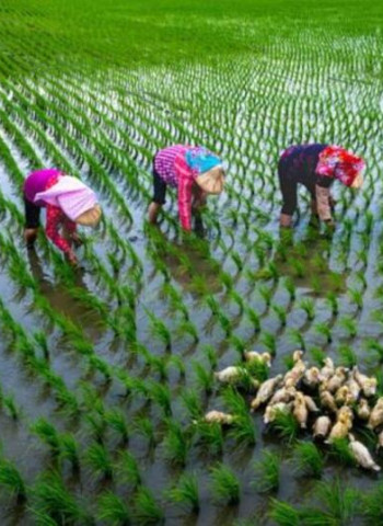 臺南市永華市政中心呈現「米蘭之鄉•後壁之美攝影展」 捕捉稻鄉農村生活風情